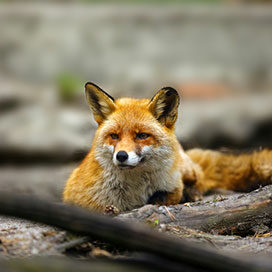 Red fox lying on the sand and in the foreground tree roots